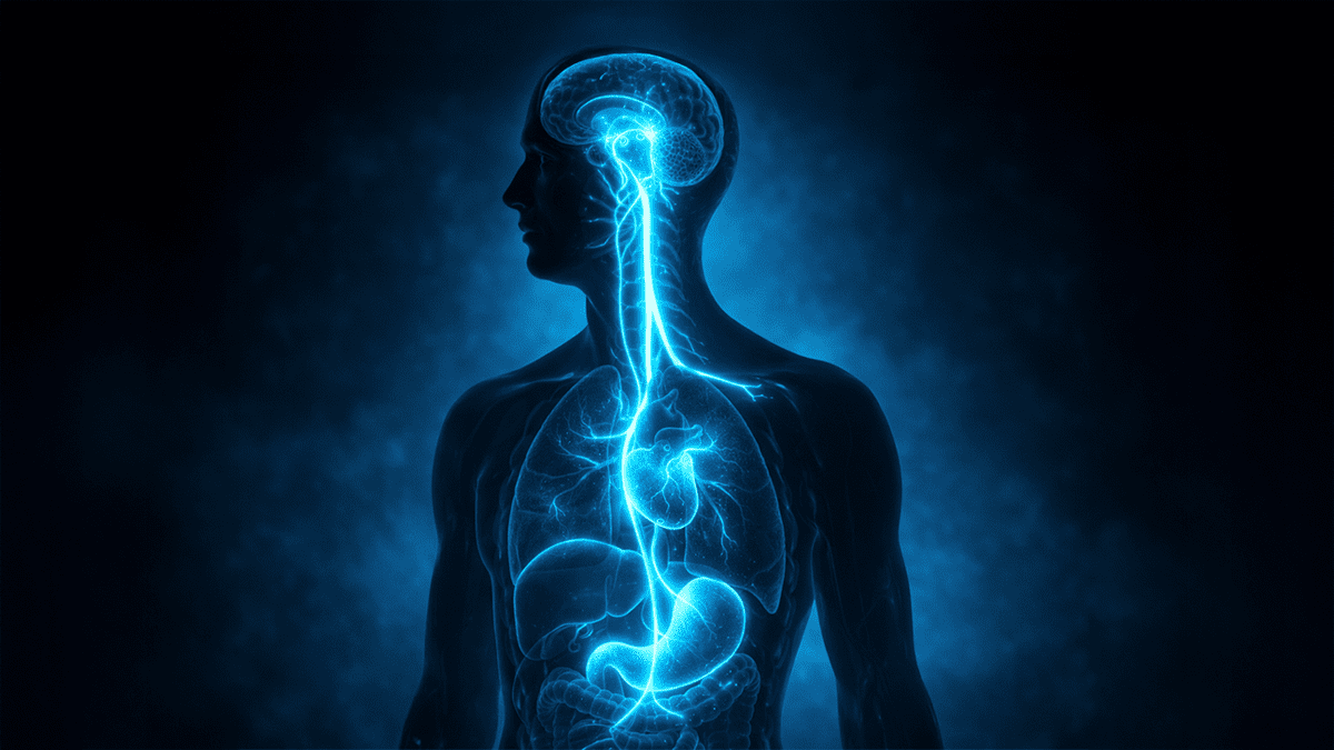 The Vagus Nerve connecting the brain to the gut.